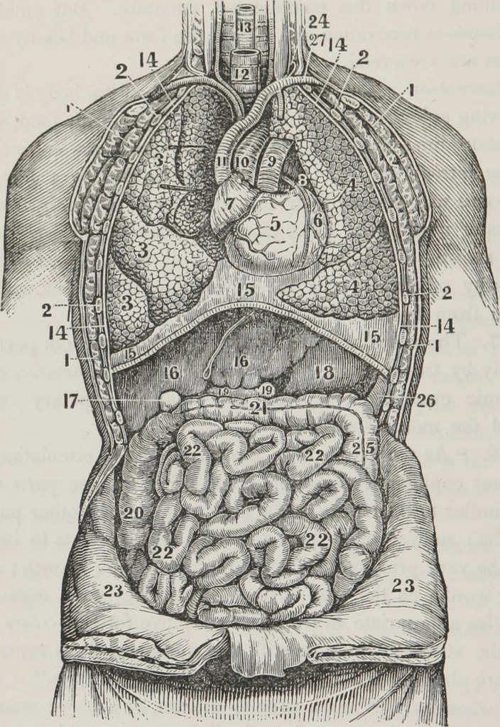 The gastrointestinal system; a functional review with added&nbsp;nuance